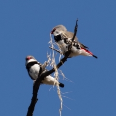 Stagonopleura guttata (Diamond Firetail) at Mount Ainslie - 7 Feb 2021 by rawshorty