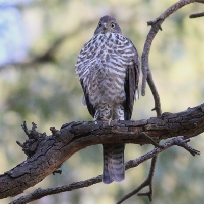 Accipiter cirrocephalus (Collared Sparrowhawk) at West Wodonga, VIC - 25 Jan 2020 by Kyliegw