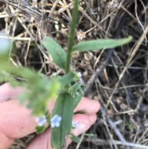 Cynoglossum australe at Hughes, ACT - 7 Feb 2021