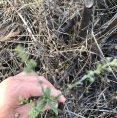 Cynoglossum australe at Hughes, ACT - 7 Feb 2021