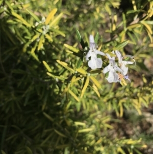 Rosmarinus officinalis at Hughes, ACT - 7 Feb 2021