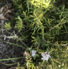 Rosmarinus officinalis at Hughes, ACT - 7 Feb 2021