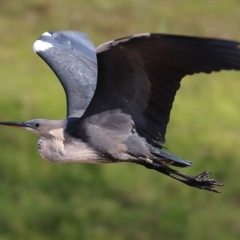 Ardea pacifica (White-necked Heron) at Wodonga, VIC - 5 Jun 2020 by Kyliegw