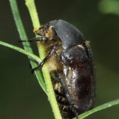 Bisallardiana gymnopleura at Watson, ACT - 5 Feb 2021