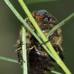 Bisallardiana gymnopleura at Watson, ACT - 5 Feb 2021