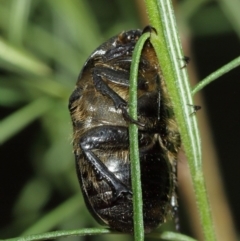 Bisallardiana gymnopleura at Watson, ACT - 5 Feb 2021