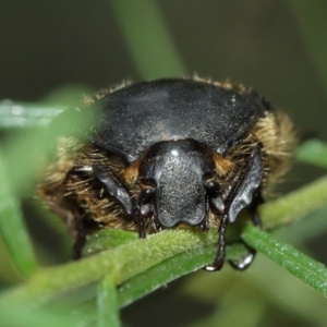 Bisallardiana gymnopleura at Watson, ACT - 5 Feb 2021