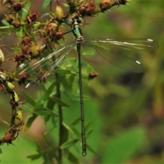 Synlestes weyersii (Bronze Needle) at Lower Cotter Catchment - 7 Feb 2021 by JohnBundock