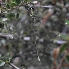 Synlestes weyersii (Bronze Needle) at Lower Cotter Catchment - 7 Feb 2021 by JohnBundock