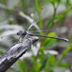 Austroargiolestes sp. (genus) (Flatwing) at Lower Cotter Catchment - 7 Feb 2021 by JohnBundock