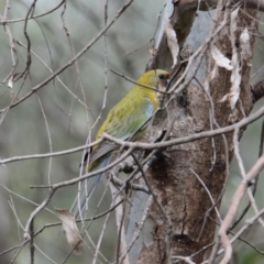 Platycercus elegans flaveolus (Yellow Rosella) at Albury - 6 Feb 2021 by PaulF