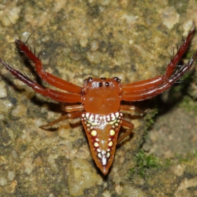 Arkys walckenaeri (Triangle spider) at ANBG - 5 Feb 2021 by TimL