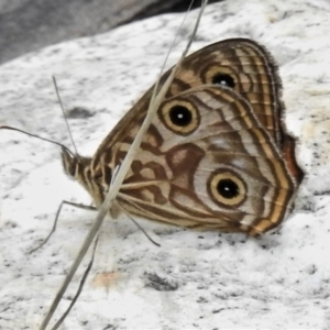 Geitoneura acantha at Cotter River, ACT - 7 Feb 2021