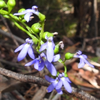 Lobelia browniana at Cotter River, ACT - 7 Feb 2021 by HelenCross