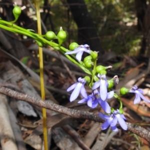 Lobelia browniana at Cotter River, ACT - 7 Feb 2021