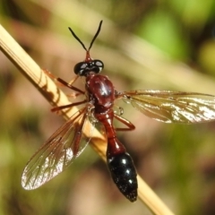 Erythropogon sp. (genus) (Robber Fly) at Cotter River, ACT - 7 Feb 2021 by HelenCross