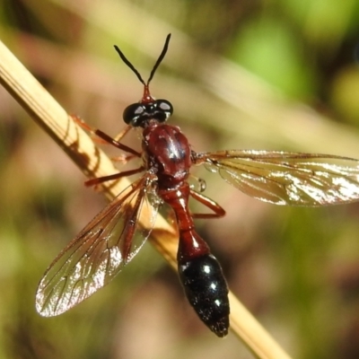 Erythropogon sp. (genus) (Robber Fly) at Cotter River, ACT - 6 Feb 2021 by HelenCross