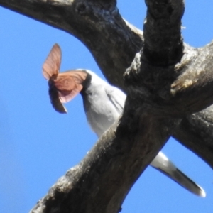 Opodiphthera (genus) at Cotter River, ACT - 7 Feb 2021 10:34 AM