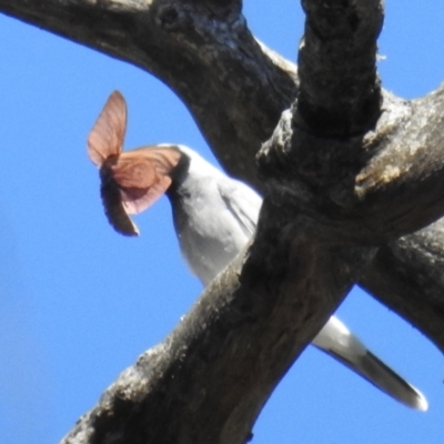 Opodiphthera sp. (genus) (A gum moth) at Cotter River, ACT - 6 Feb 2021 by HelenCross