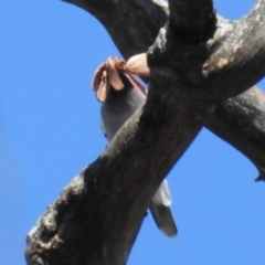 Opodiphthera (genus) at Cotter River, ACT - 7 Feb 2021 10:34 AM