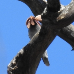 Opodiphthera (genus) at Cotter River, ACT - 7 Feb 2021 10:34 AM