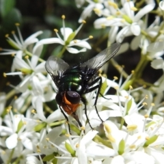 Amenia leonina group (albomaculata-leonina species group) (Yellow-headed Blowfly) at Cotter River, ACT - 7 Feb 2021 by HelenCross