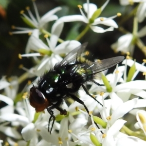 Amenia leonina group (albomaculata-leonina species group) at Cotter River, ACT - 7 Feb 2021