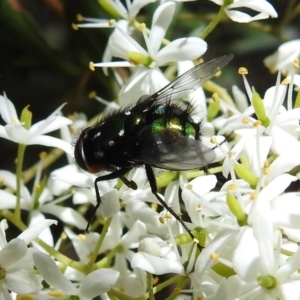 Amenia leonina group (albomaculata-leonina species group) at Cotter River, ACT - 7 Feb 2021