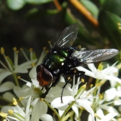 Amenia leonina group (albomaculata-leonina species group) at Cotter River, ACT - 7 Feb 2021 11:50 AM