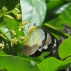 Appias paulina (Yellow albatross) at ANBG - 7 Feb 2021 by Christine