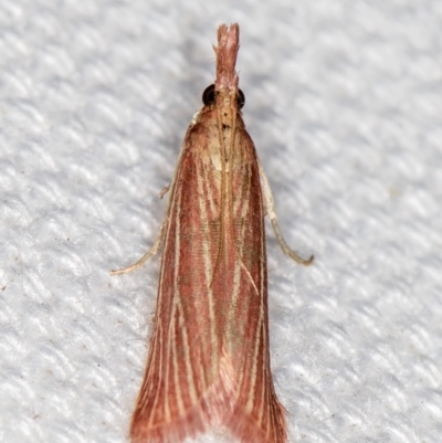 Lioprosopa rhodobaphella or nearby species at Melba, ACT - 5 Feb 2021 by Bron