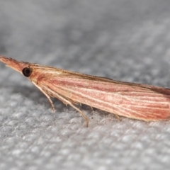 Lioprosopa rhodobaphella or nearby species at Melba, ACT - 6 Feb 2021