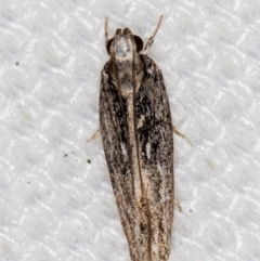 Ardozyga (genus) (Twirler moth, gelechiid moth) at Melba, ACT - 5 Feb 2021 by Bron