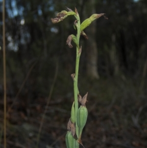 Calochilus therophilus at Conder, ACT - suppressed