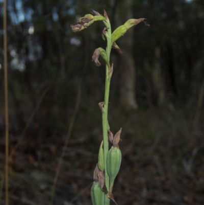 Calochilus therophilus (Late Beard Orchid) at Conder, ACT - 13 Jan 2022 by dan.clark