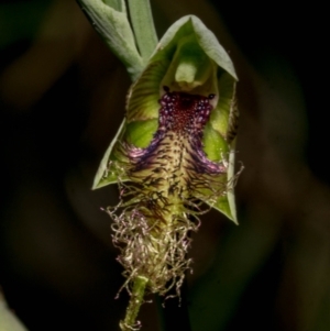 Calochilus therophilus at Conder, ACT - suppressed