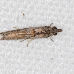 Etiella behrii (Lucerne Seed Web Moth) at Melba, ACT - 5 Feb 2021 by Bron