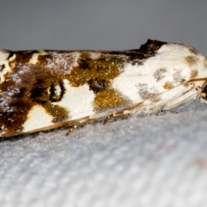 Acontia nivipicta at Melba, ACT - 6 Feb 2021