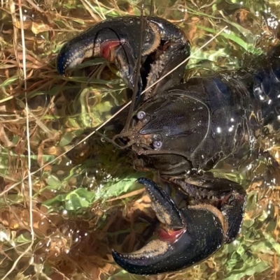 Cherax destructor (Common Yabby) at Murrumbateman, NSW - 6 Feb 2021 by SimoneC