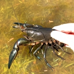 Cherax destructor at Murrumbateman, NSW - 6 Feb 2021 11:52 AM