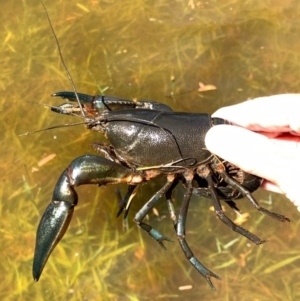 Cherax destructor at Murrumbateman, NSW - 6 Feb 2021 11:52 AM