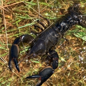 Cherax destructor at Murrumbateman, NSW - 6 Feb 2021 11:52 AM