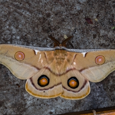 Opodiphthera eucalypti (Emperor Gum Moth) at Melba, ACT - 6 Feb 2021 by Bron