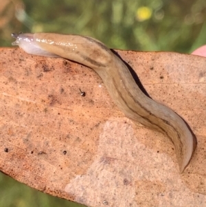 Ambigolimax nyctelia at Murrumbateman, NSW - 6 Feb 2021