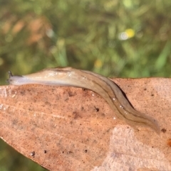 Ambigolimax nyctelia at Murrumbateman, NSW - 6 Feb 2021