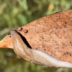 Ambigolimax nyctelia at Murrumbateman, NSW - 6 Feb 2021