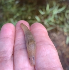 Ambigolimax sp. (valentius and waterstoni) (Striped Field Slug) at Murrumbateman, NSW - 6 Feb 2021 by SimoneC