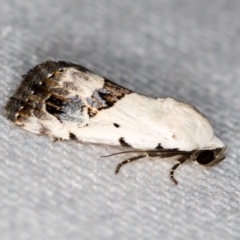 Armactica conchidia (Conchidia Moth) at Melba, ACT - 6 Feb 2021 by Bron
