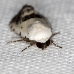 Armactica conchidia at Melba, ACT - 6 Feb 2021 02:08 PM