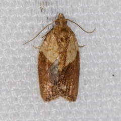 Epiphyas postvittana (Light Brown Apple Moth) at Melba, ACT - 6 Feb 2021 by Bron